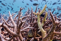 Bleached corals in Koh Mak, Thailand, on May 8 | REUTERS