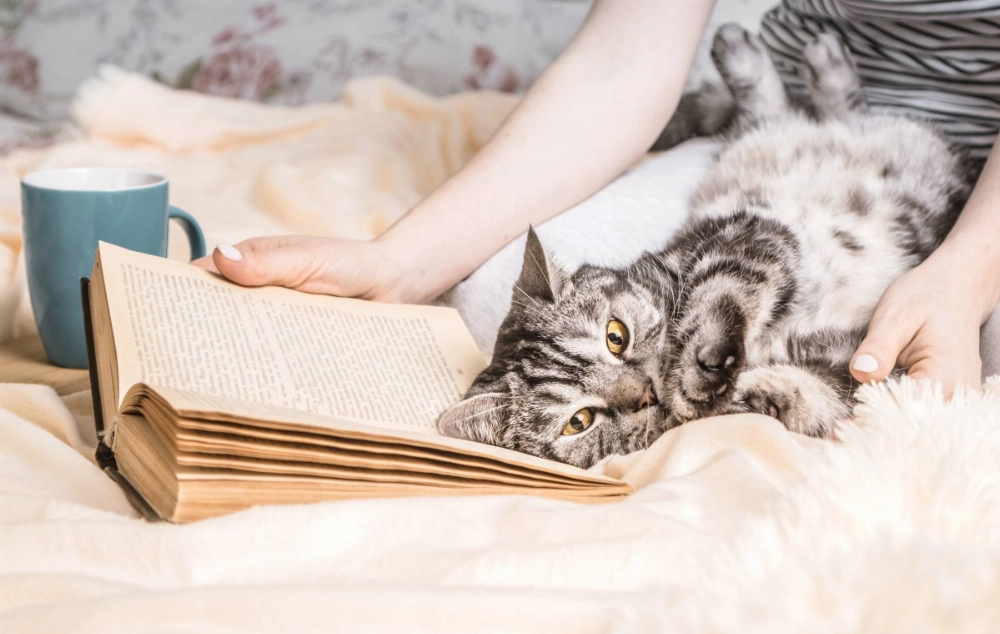 In recent years, anglophone publishers have perked up to the potential of “healing fiction,” driven by a healthy appetite for East Asian literature. Japan figures prominently in this literary landscape, and a fondness for felines in the "iyashikei" (healing type) genre has proven commercially viable abroad. In recent years, anglophone publishers have perked up to the potential of “healing fiction,” driven by a healthy appetite for East Asian literature. Japan figures prominently in this literary landscape, and a fondness for felines in the "iyashikei" (healing type) genre has proven commercially viable abroad.