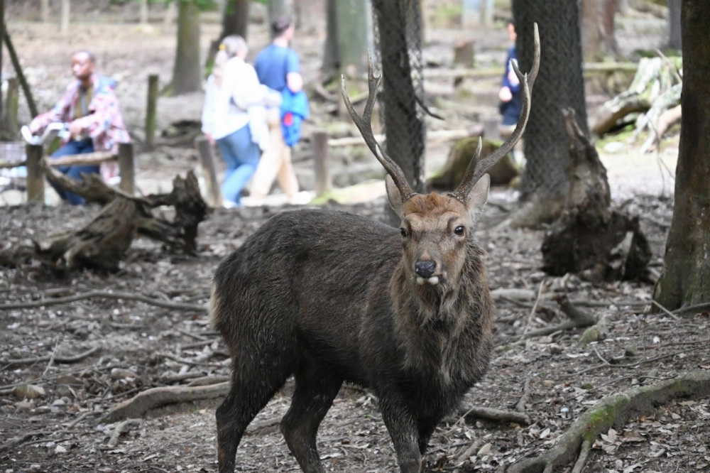Deer attacks have surged in Nara Park during the fall rutting season, with male deer being particularly aggressive as they search for mates. Deer attacks have surged in Nara Park during the fall rutting season, with male deer being particularly aggressive as they search for mates.