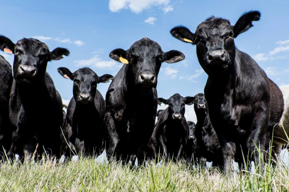 Global beef consumption has slowed and the carbon footprint of the global cattle herd may already be declining. Global beef consumption has slowed and the carbon footprint of the global cattle herd may already be declining.