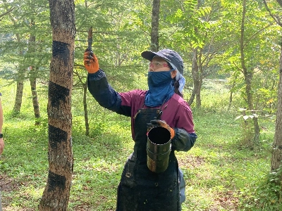 Shiho Hanadate is part of a small yet growing number of young tappers pivotal in securing the future of domestic sap collection used in Japanese lacquerware. Shiho Hanadate is part of a small yet growing number of young tappers pivotal in securing the future of domestic sap collection used in Japanese lacquerware.