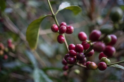 Discovered in the 1930s, the Geisha coffee plant came to worldwide fame in the early 2000s and now represents some of the best coffee on the planet — Tokyo's top cafes included. Discovered in the 1930s, the Geisha coffee plant came to worldwide fame in the early 2000s and now represents some of the best coffee on the planet — Tokyo's top cafes included.