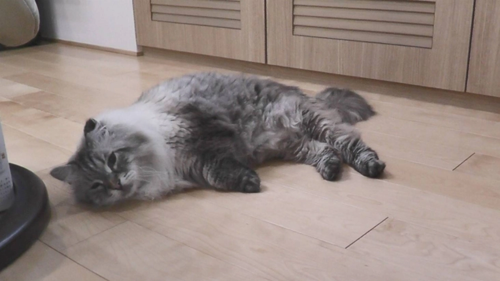 Mir, a 12-year-old male Siberian cat gifted by Russian President Vladimir Putin to Akita Prefecture, died from an illness Tuesday. Mir, a 12-year-old male Siberian cat gifted by Russian President Vladimir Putin to Akita Prefecture, died from an illness Tuesday.