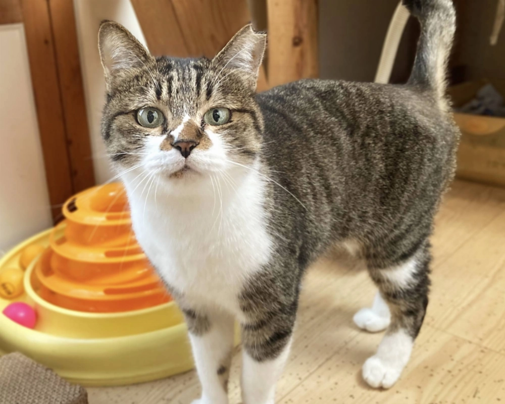 Jolene used to be so scared of humans, but has grown a lot calmer over time. Jolene used to be so scared of humans, but has grown a lot calmer over time.