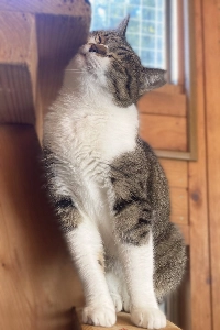 This 4-year-old cat loves food and shows her affection at mealtime. | COURTESY OF KANAE SHIRAI
