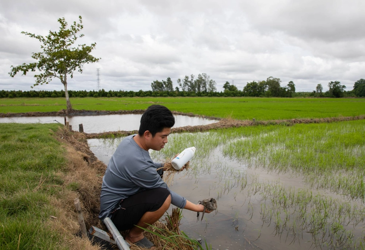 Trung Tin, a rice farmer in Can Tho, Vietnam, fishes out a plastic bag from a rice field while holding a used pesticide bottle. Trung Tin, a rice farmer in Can Tho, Vietnam, fishes out a plastic bag from a rice field while holding a used pesticide bottle.