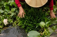 A fisher flicks a piece of styrofoam off vegetables she is washing on Son Island in the waters of Vietnam's Mekong Delta. | Anton L. Delgado
