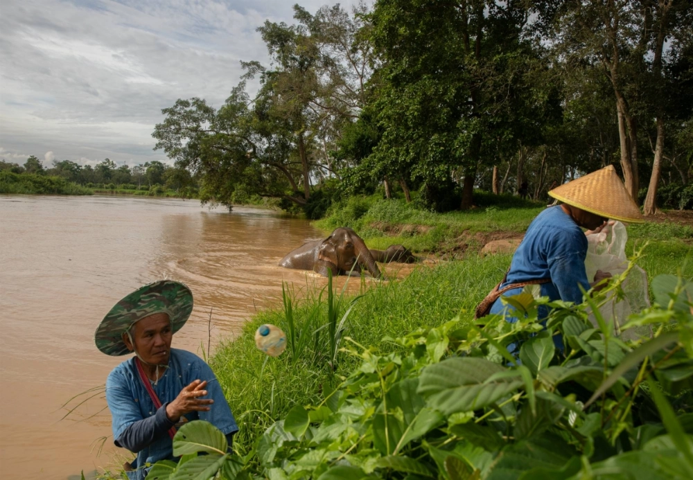 A group of elephant keepers in Chiang Saen, Thailand, remove plastic waste from the Ruak River, a tributary of the Mekong River, as a pair of Asian elephants bathe behind them. A group of elephant keepers in Chiang Saen, Thailand, remove plastic waste from the Ruak River, a tributary of the Mekong River, as a pair of Asian elephants bathe behind them.
