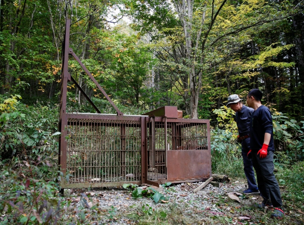 A bear trap in Hokkaido Prefecture. Bears have recently been found inside homes and shops. A bear trap in Hokkaido Prefecture. Bears have recently been found inside homes and shops.