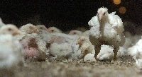 On Sunday, authorities in Iwate Prefecture began culling some 50,000 chickens Sunday after an outbreak of bird flu. | REUTERS