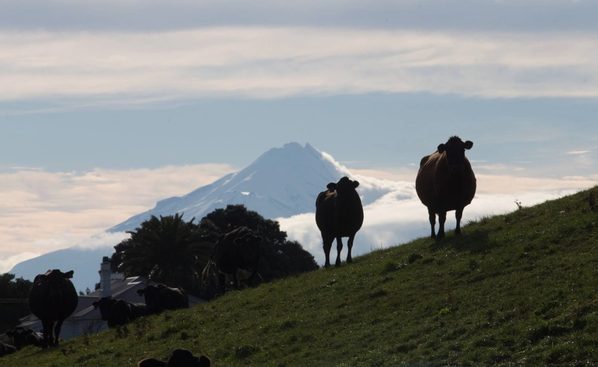 Cows stand on a hill at a dairy farm. Cows stand on a hill at a dairy farm.
