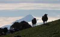 Cows stand on a hill at a dairy farm. | Bloomberg