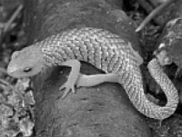 Nagoya University researchers used processed images of newts overlaid with snake scales to determine how long it took three Japanese macaques born in captivity to differentiate a scaled newt from snakes as they did to find a snake among such newts.  | Courtesy of Nobuyuki Kawai / via Jiji