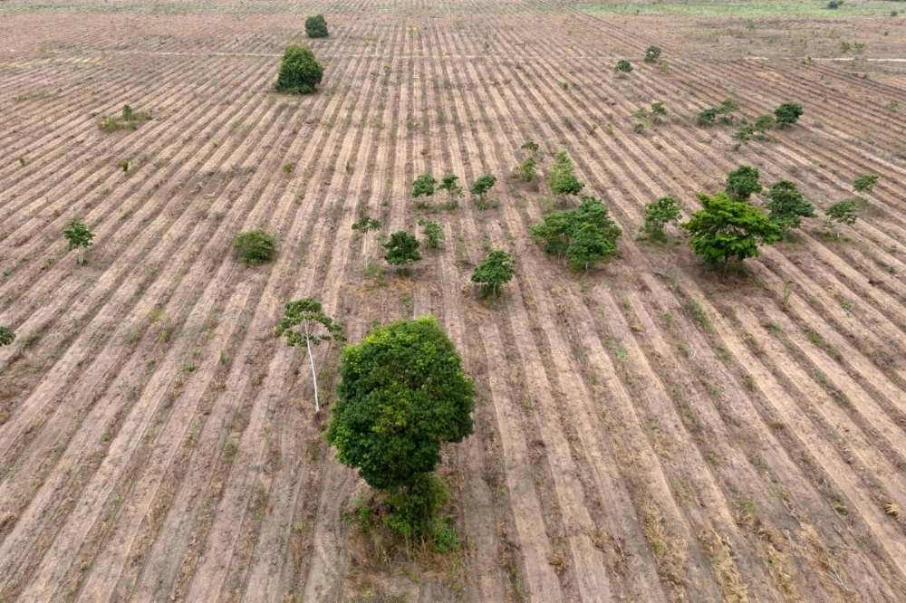 A former cattle ranch is being reforested in Brazil's Amazon region on Dec. 11. Mombak, a young carbon credit company — with valuable contracts with the giants Google and Microsoft, and supported by the U.S. government — aims to repeat this move millions of times over. A former cattle ranch is being reforested in Brazil's Amazon region on Dec. 11. Mombak, a young carbon credit company — with valuable contracts with the giants Google and Microsoft, and supported by the U.S. government — aims to repeat this move millions of times over.