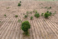 A former cattle ranch is being reforested in Brazil's Amazon region on Dec. 11. Mombak, a young carbon credit company — with valuable contracts with the giants Google and Microsoft, and supported by the U.S. government — aims to repeat this move millions of times over. | AFP-JIJI