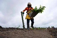 A Mombak worker plants trees to reforest a former cattle ranch in the Amazon region near Mae do Rio, Para State, Brazil, on Dec.11. | AFP-JIJI