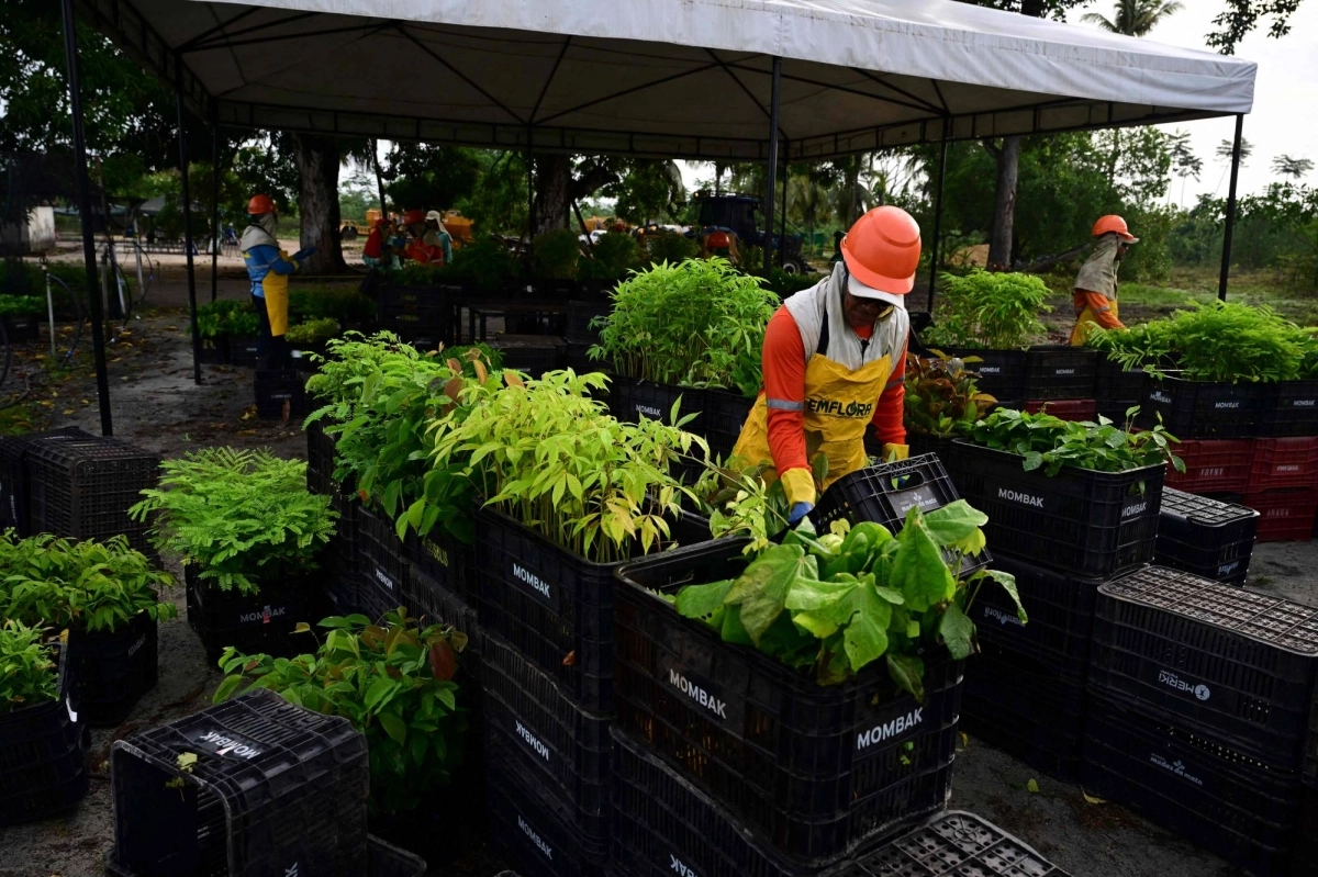 Mombak workers prepare trees to reforest a former cattle ranch in the Amazon region near Mae do Rio, Para State, Brazil, on Dec. 11. Mombak workers prepare trees to reforest a former cattle ranch in the Amazon region near Mae do Rio, Para State, Brazil, on Dec. 11.