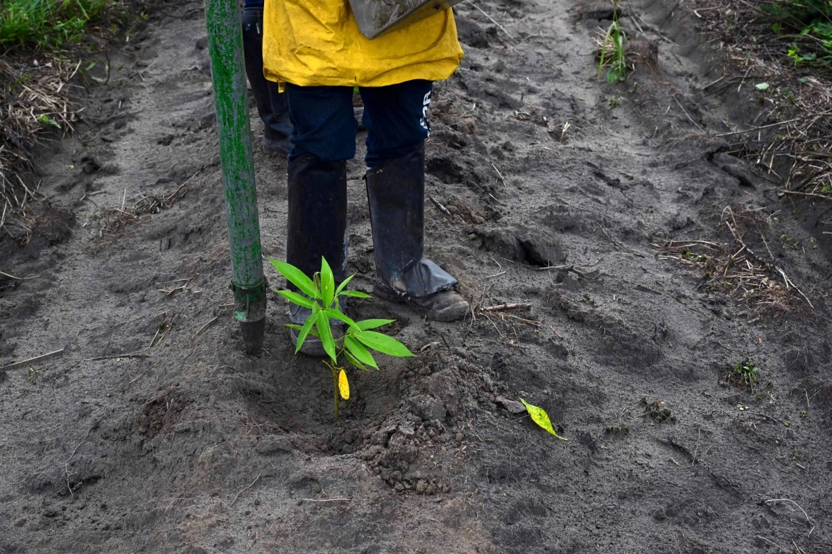 A newly planted tree is seen as Mombak workers plant trees to reforest a former cattle ranch in the Amazon region near Mae do Rio, Para State, Brazil, on Dec. 11. A newly planted tree is seen as Mombak workers plant trees to reforest a former cattle ranch in the Amazon region near Mae do Rio, Para State, Brazil, on Dec. 11.