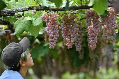 With abundant rains and formidable humidity in summer, Japan does not seem to be an ideal land for wine, but winegrowers in Yamanashi Prefecture have gradually been able to adapt. With abundant rains and formidable humidity in summer, Japan does not seem to be an ideal land for wine, but winegrowers in Yamanashi Prefecture have gradually been able to adapt.
