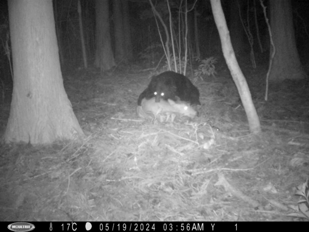 An Asian black bear preys on a live deer caught in a trap in Nikko, Tochigi Prefecture, in May, in this image from video footage shot by researchers. An Asian black bear preys on a live deer caught in a trap in Nikko, Tochigi Prefecture, in May, in this image from video footage shot by researchers.