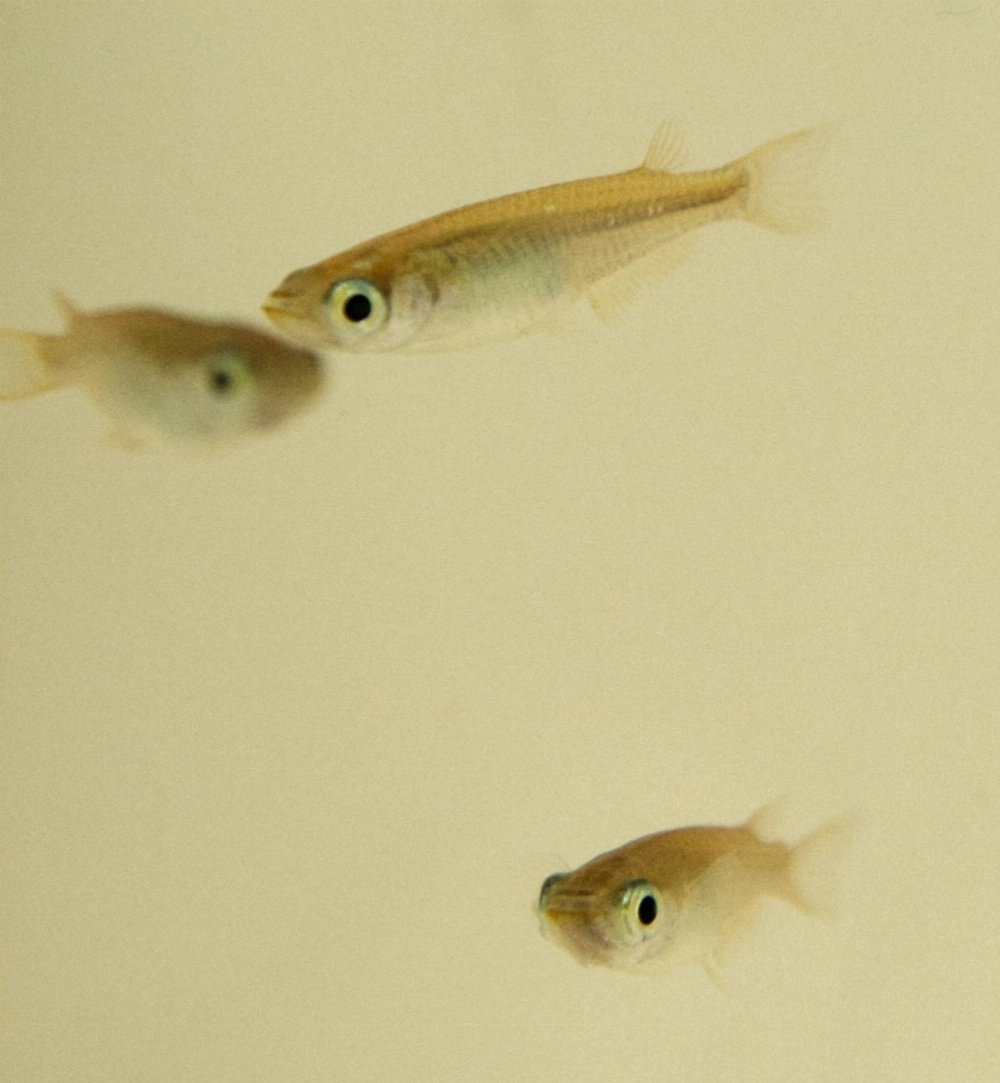 Japanese rice fish detect ultraviolet rays from sunlight directly with the pituitary gland and turn their bodies black for protection, a team has found. Japanese rice fish detect ultraviolet rays from sunlight directly with the pituitary gland and turn their bodies black for protection, a team has found.