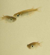 Japanese rice fish detect ultraviolet rays from sunlight directly with the pituitary gland and turn their bodies black for protection, a team has found. | JIJI