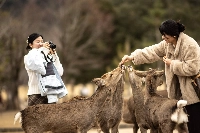 A visitor feeds the deer at Nara Park in Nara on Jan. 27. The monthly number of foreign visitors to Japan hit a record high in January. | AFP-JIJI