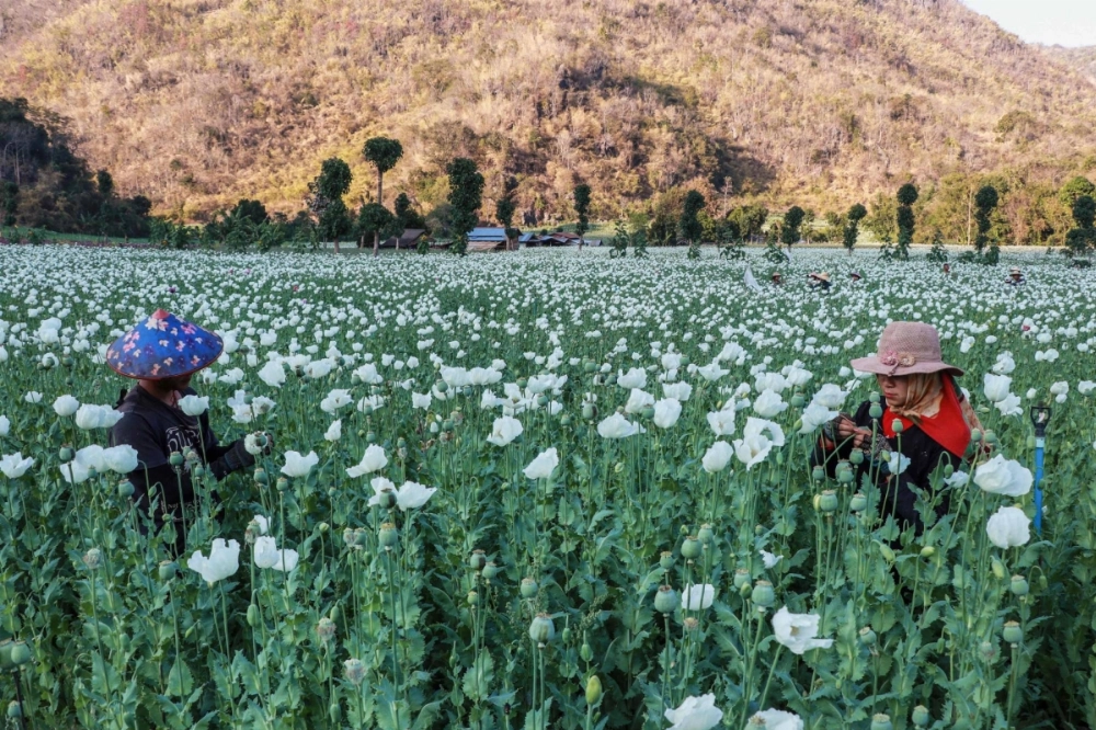 Displaced residents work in an illegal poppy field for their livelihood during the fighting between Myanmar's military and KNDF (Karenni Nationalities Defense Force) in Pekon Township, on the border of Karen State and southern Shan State, Myanmar.  Displaced residents work in an illegal poppy field for their livelihood during the fighting between Myanmar's military and KNDF (Karenni Nationalities Defense Force) in Pekon Township, on the border of Karen State and southern Shan State, Myanmar.