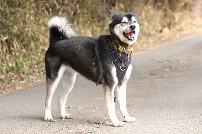 After living a sheltered life with her previous owner, Crispin is just now getting used to being out in the world. After living a sheltered life with her previous owner, Crispin is just now getting used to being out in the world.