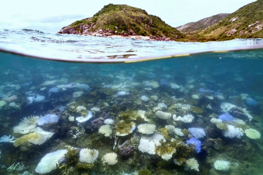 Bleached and dead coral around Lizard Island on the Great Barrier Reef, located 270 kilometers north of the city of Cairns, Australia, on April 5, 2024 Bleached and dead coral around Lizard Island on the Great Barrier Reef, located 270 kilometers north of the city of Cairns, Australia, on April 5, 2024