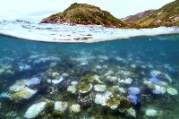 Bleached and dead coral around Lizard Island on the Great Barrier Reef, located 270 kilometers north of the city of Cairns, Australia, on April 5, 2024 | AFP-JIJI