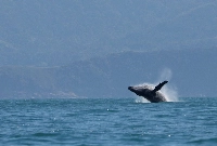 Whales sense their surroundings largely through sound and create complex vocalizations, or songs, when they’re searching for mates and food. | reuters