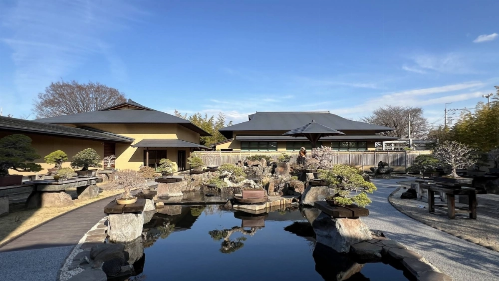 An expanded multilevel pond and devices spraying cold mist have been installed at the Omiya Bonsai Art Museum to protect against the dangers of warming summers on the institution's trees. An expanded multilevel pond and devices spraying cold mist have been installed at the Omiya Bonsai Art Museum to protect against the dangers of warming summers on the institution's trees.