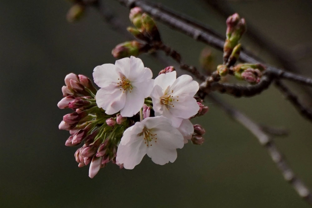 Blooms are seen on the Meteorological Agency's sample cherry tree at Yasukuni Shrine in Tokyo on Monday. Blooms are seen on the Meteorological Agency's sample cherry tree at Yasukuni Shrine in Tokyo on Monday.