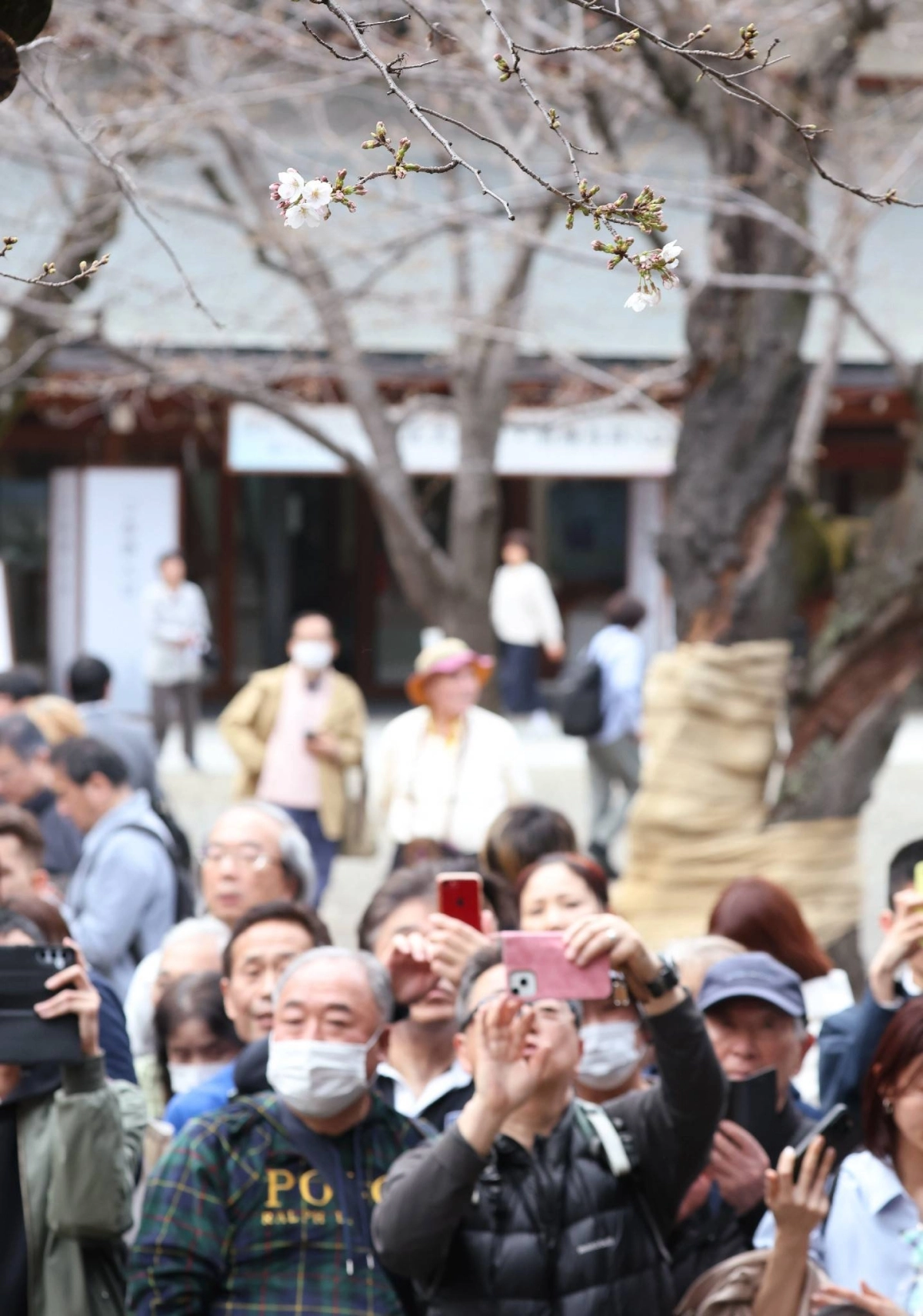 People take photos of cherry blossoms at Yasukuni Shrine on Monday. The Meteorological Agency uses the Somei-Yoshino variety, known for its pale pink blossoms, as its official indicator of sakura season. People take photos of cherry blossoms at Yasukuni Shrine on Monday. The Meteorological Agency uses the Somei-Yoshino variety, known for its pale pink blossoms, as its official indicator of sakura season.