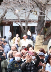 People take photos of cherry blossoms at Yasukuni Shrine on Monday. The Meteorological Agency uses the Somei-Yoshino variety, known for its pale pink blossoms, as its official indicator of sakura season. | JIJI