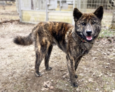 Basilio is believed to be a Kai ken, one of the six dog breeds native to Japan. Basilio is believed to be a Kai ken, one of the six dog breeds native to Japan.