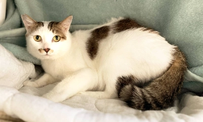 Amarone was taken in from the streets and has decided to give humans a chance — especially when they come bearing food. Amarone was taken in from the streets and has decided to give humans a chance — especially when they come bearing food.