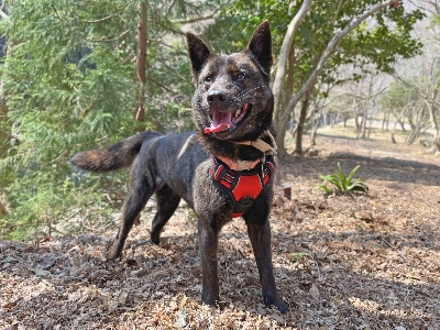 Charlotte is a Kai ken, a native Japanese breed traditionally used for hunting wild boar. Charlotte is a Kai ken, a native Japanese breed traditionally used for hunting wild boar.