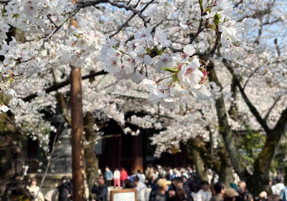 Cherry blossoms in full bloom at Yasukuni Shrine in Tokyo on March 30 Cherry blossoms in full bloom at Yasukuni Shrine in Tokyo on March 30