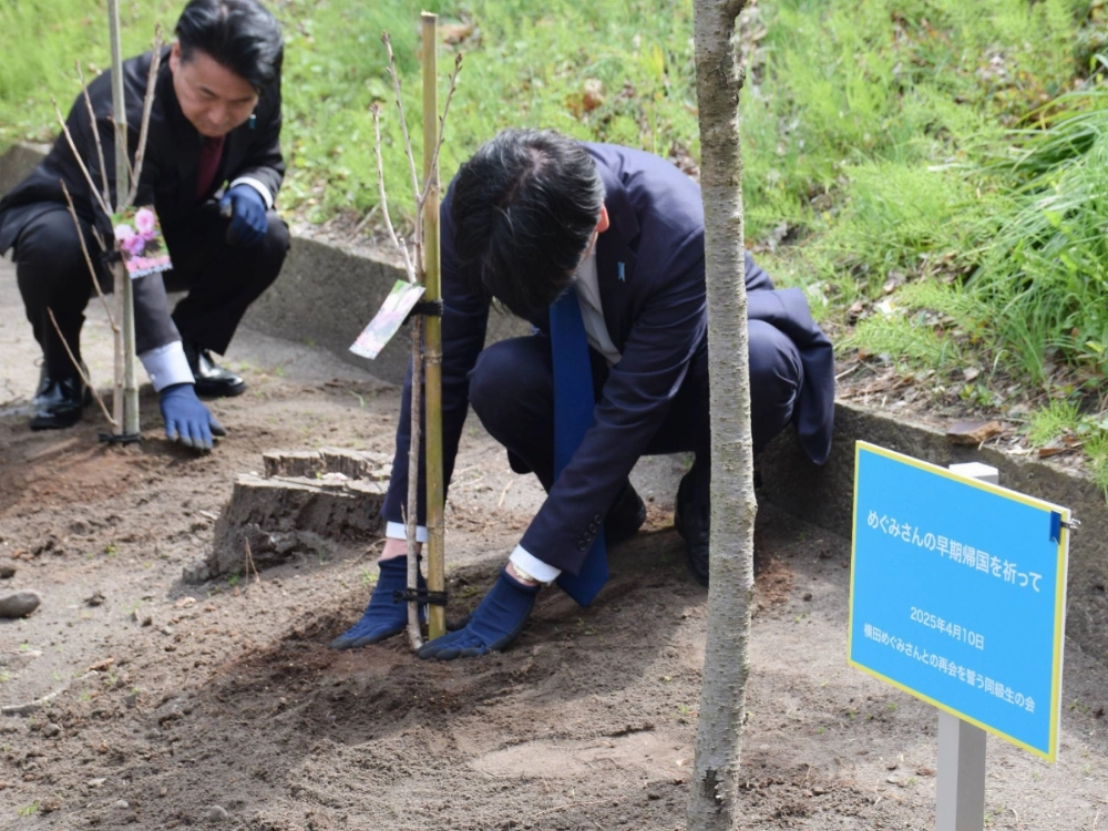Classmates and others planted cherry trees on Thursday in the city of Niigata, praying for the swift return of Megumi Yokota, who was abducted by North Korea. Classmates and others planted cherry trees on Thursday in the city of Niigata, praying for the swift return of Megumi Yokota, who was abducted by North Korea.