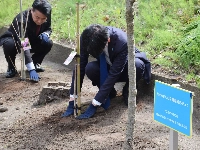 Classmates and others planted cherry trees on Thursday in the city of Niigata, praying for the swift return of Megumi Yokota, who was abducted by North Korea. | Jiji
