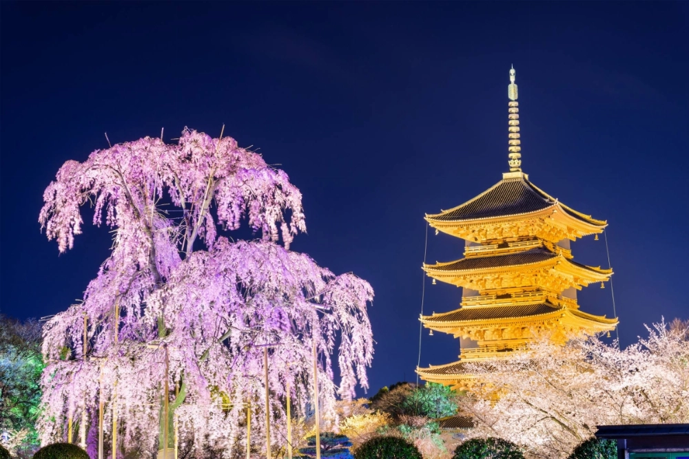 The five-story pagoda at Toji temple is illuminated at night in the springtime.  The five-story pagoda at Toji temple is illuminated at night in the springtime.