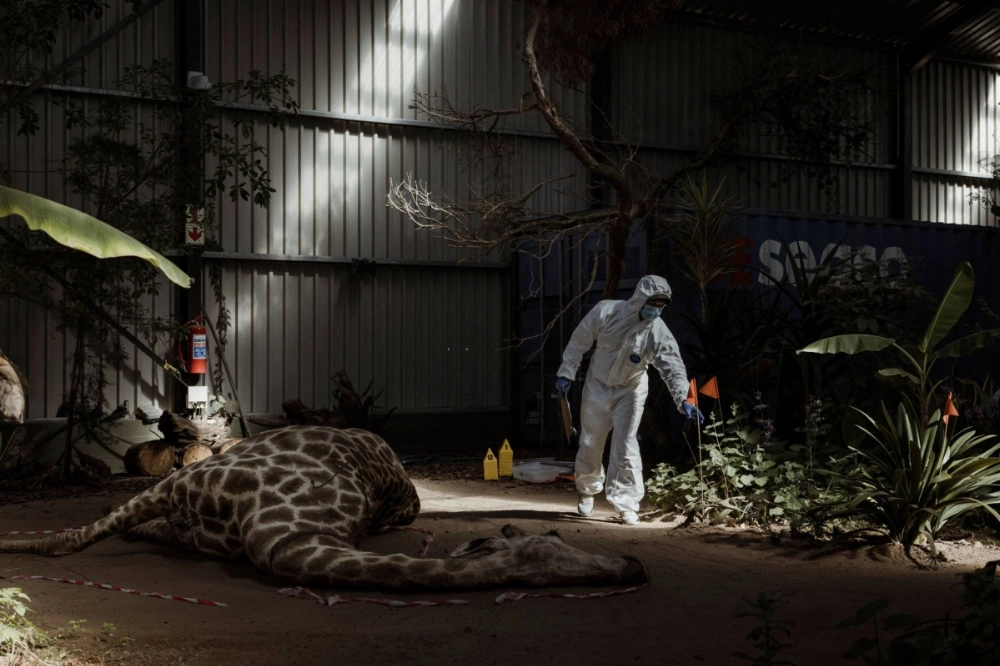 A student in hazmat suit moves around a taxidermied giraffe at the "crime scene" set up in the warehouse of the Wildlife Forensic Academy in the Buffelsfontein Game and Nature Reserve near Cape Town, South Africa, on April 16. A student in hazmat suit moves around a taxidermied giraffe at the "crime scene" set up in the warehouse of the Wildlife Forensic Academy in the Buffelsfontein Game and Nature Reserve near Cape Town, South Africa, on April 16.