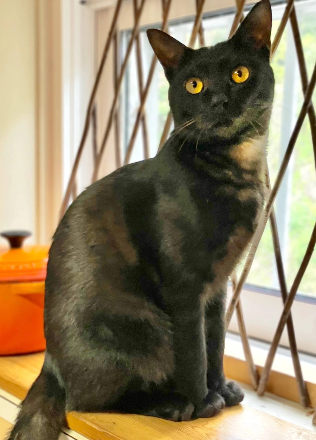 Piccolo’s quirkiness has endeared him to everyone he meets. “There's something incredibly comical about this cat that I can't put my finger on,” says one ARK veteran. Piccolo’s quirkiness has endeared him to everyone he meets. “There's something incredibly comical about this cat that I can't put my finger on,” says one ARK veteran.