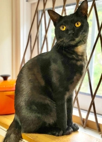 Piccolo’s quirkiness has endeared him to everyone he meets. “There's something incredibly comical about this cat that I can't put my finger on,” says one ARK veteran. | Kimiko Ishihara