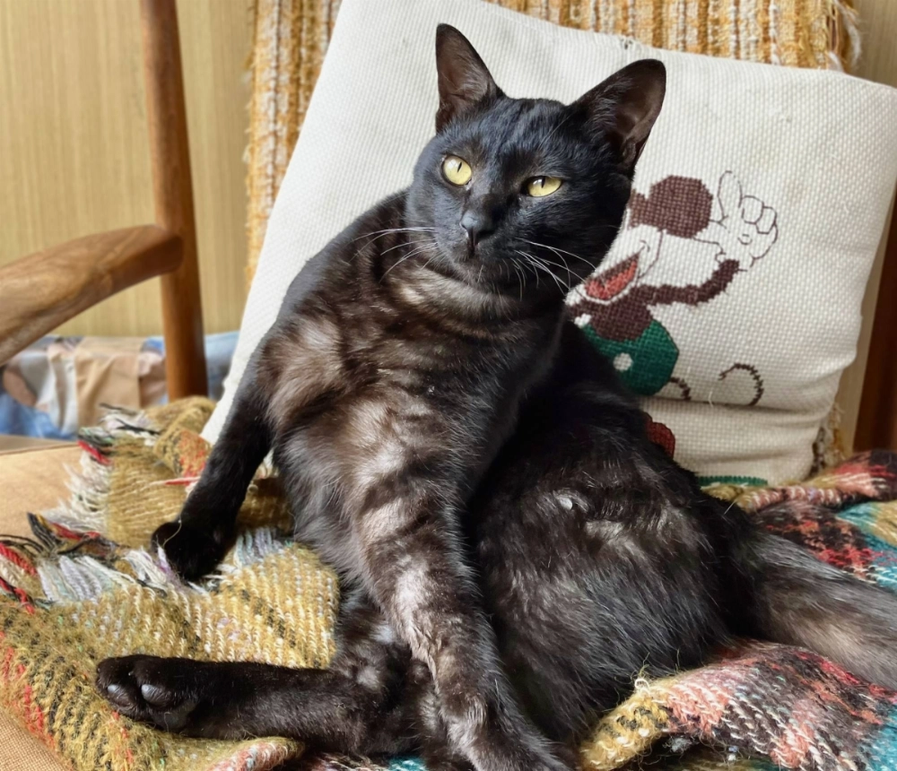 Piccolo is an excitable fellow with great enthusiasm for all activities. Piccolo is an excitable fellow with great enthusiasm for all activities.