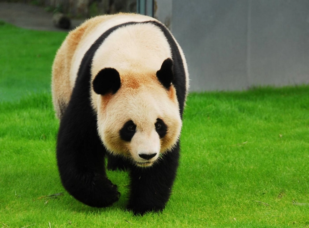 Giant panda Rauhin at Adventure World in Wakayama Prefecture. She and her three daughters are expected to be sent to China in June. Giant panda Rauhin at Adventure World in Wakayama Prefecture. She and her three daughters are expected to be sent to China in June.
