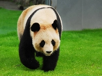 Giant panda Rauhin at Adventure World in Wakayama Prefecture. She and her three daughters are expected to be sent to China in June. | Adventure World / via Jiji