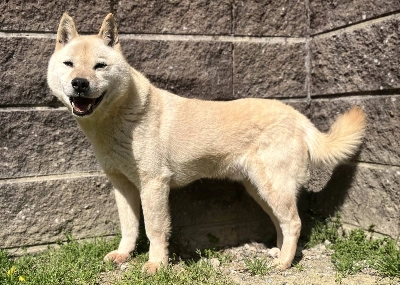 Vindaloo was rescued from a Gifu temple, along with a number of other dogs, when he was 2 years old. Vindaloo was rescued from a Gifu temple, along with a number of other dogs, when he was 2 years old.